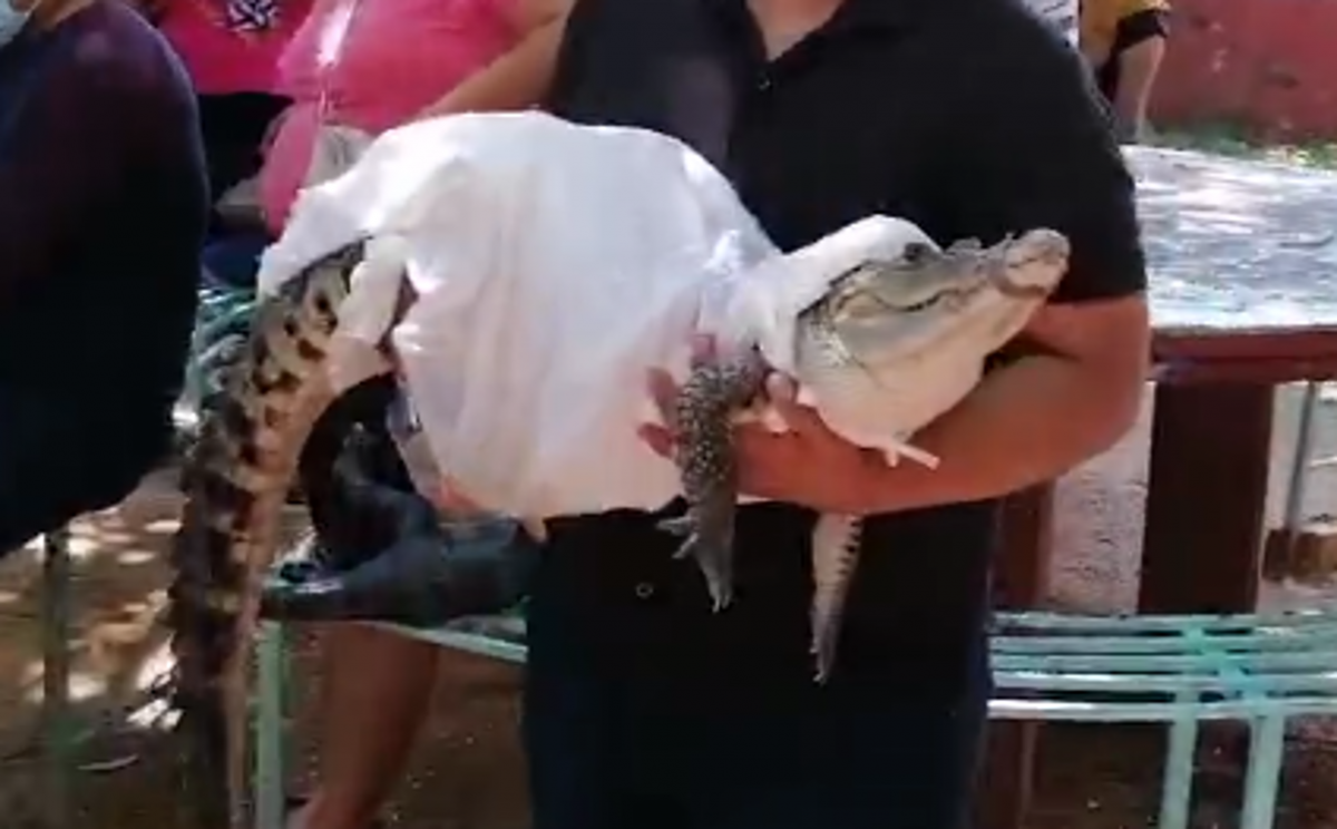 An alligator bride