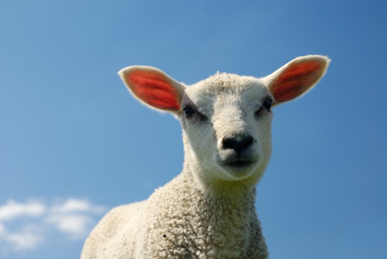 File photo of a lamb. 