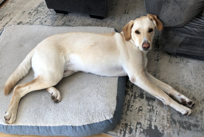 Beau the Rescue Dog