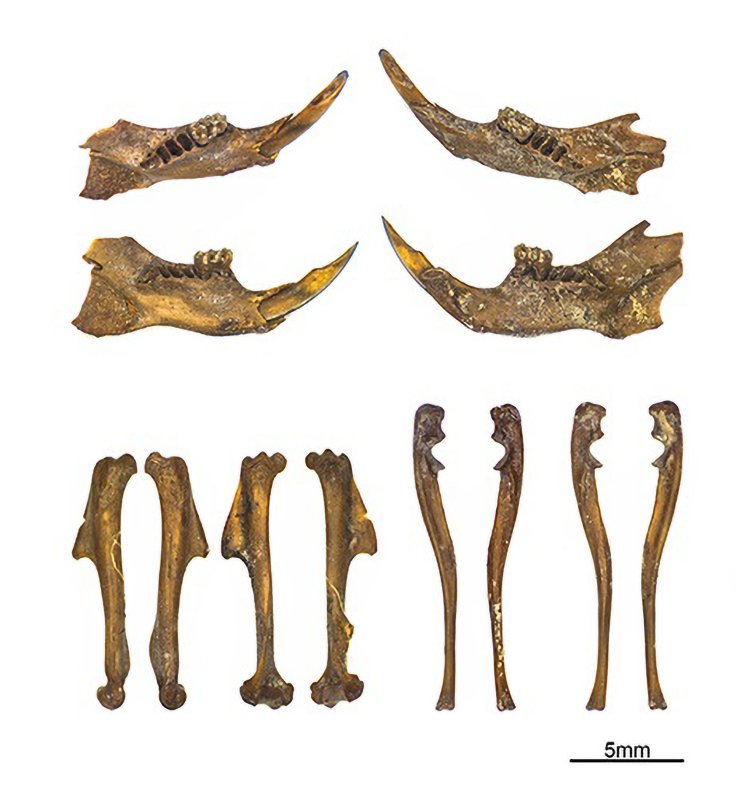 Bones of wood mice from France