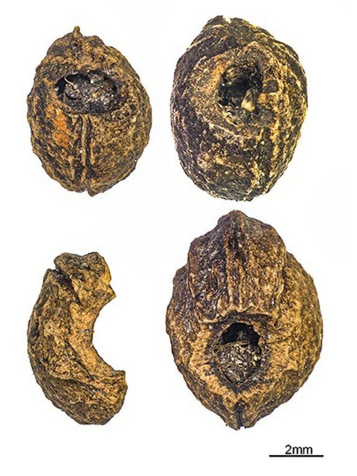 Blackthorn fruit stones