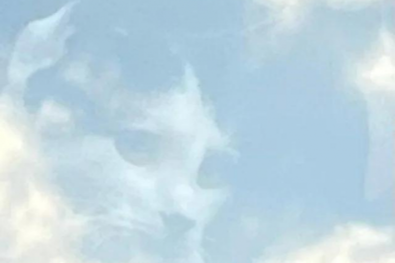 Goose the cat among the clouds