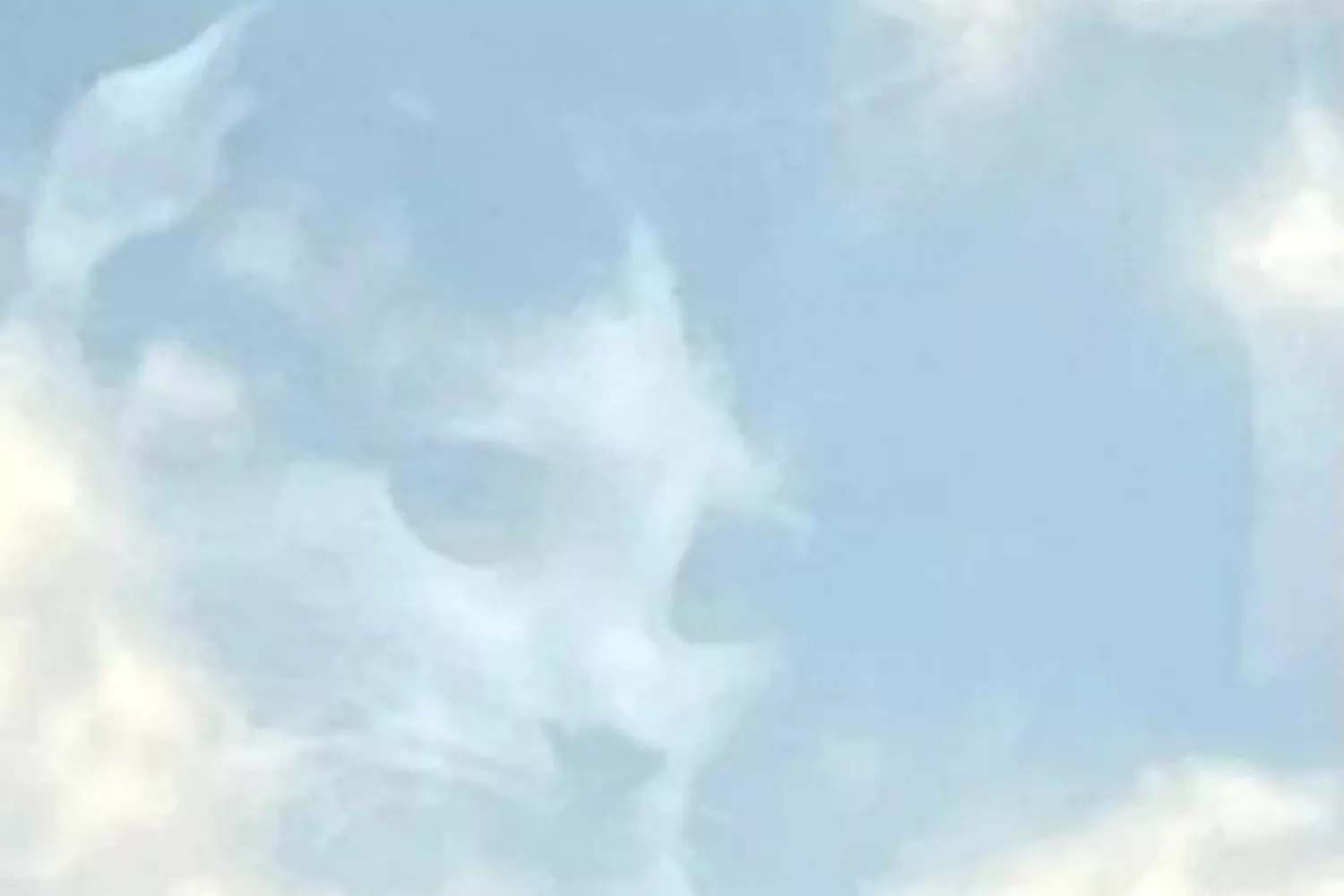 Optical Illusion of Pet Looking Out of Window Hailed As Ultimate 'CatGod' - Vimarsana News