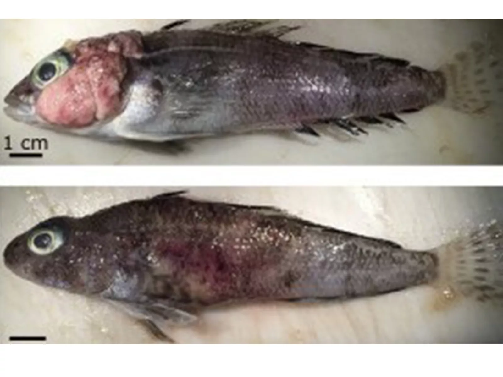 Climate Change May Be Causing Skin Tumors On Antarctic Fish - Vimarsana News