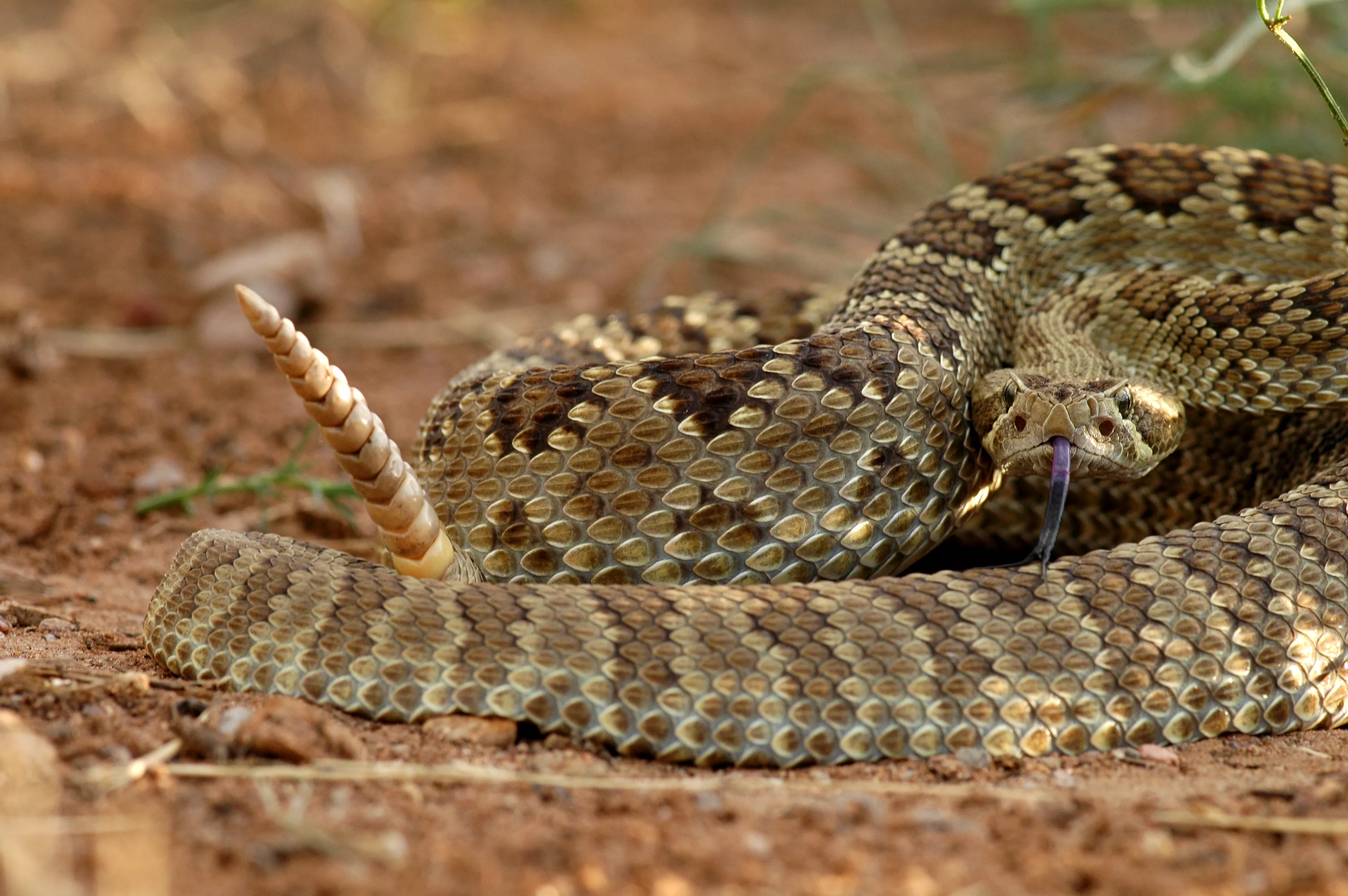 Rattlesnake Bites California Toddler on Her Own Driveway - Vimarsana News