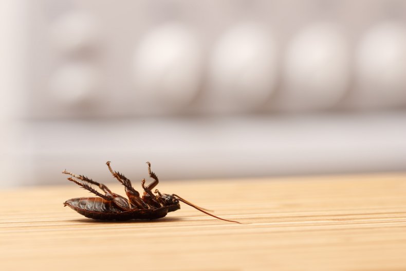 A dead cockroach