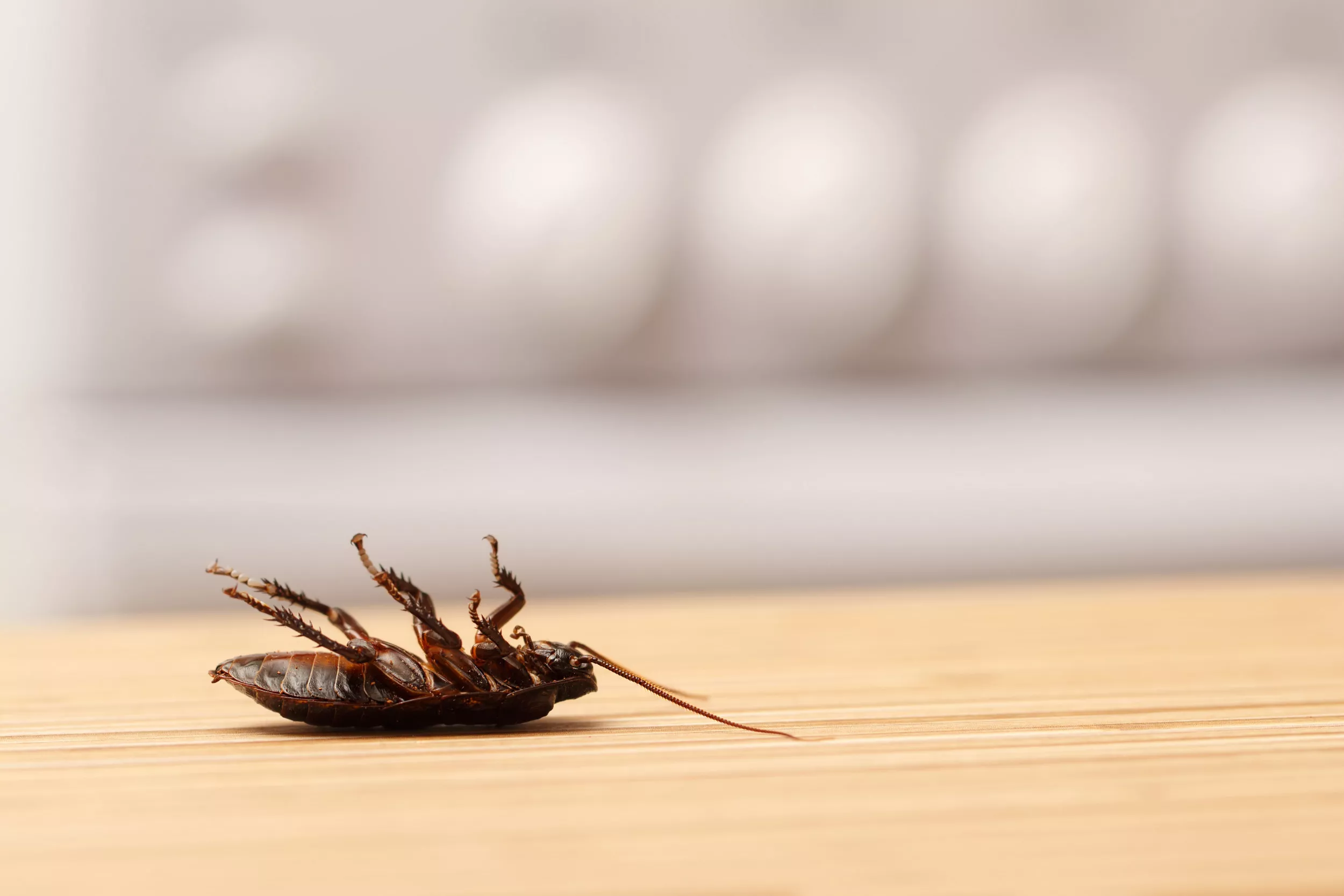 Insects May Be Able to Feel Pain, Study Suggests - Vimarsana News