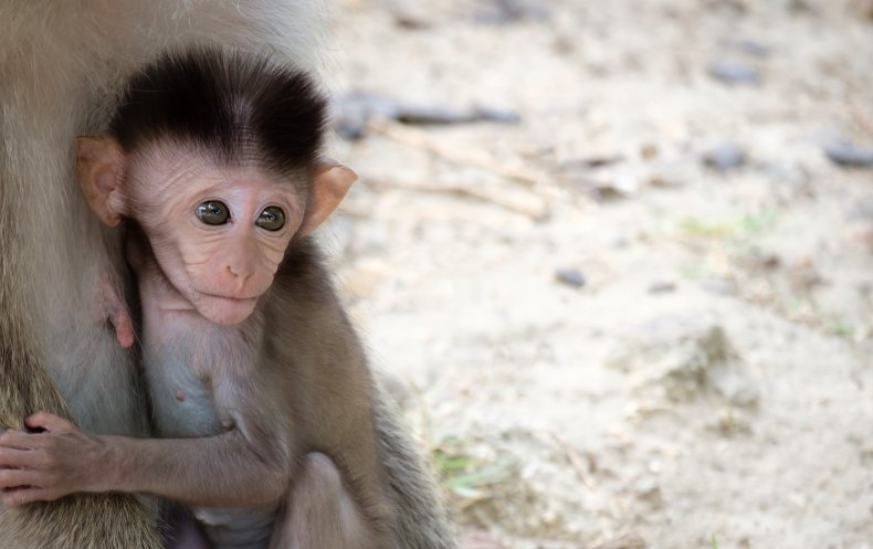  macaque monkey