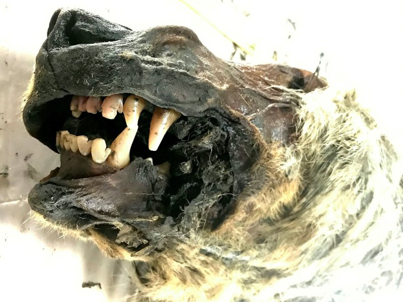 Dog jaw