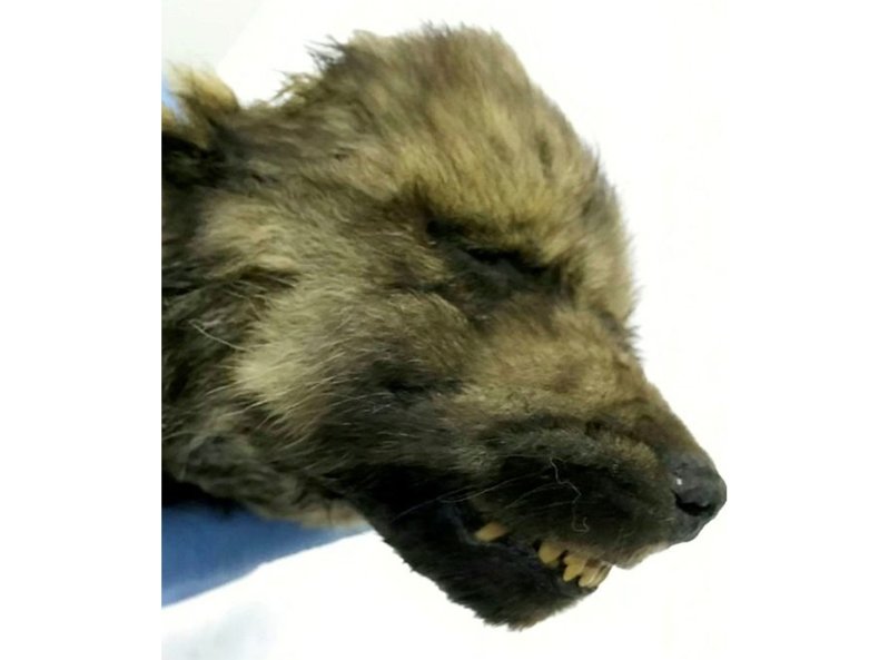 dog specimen