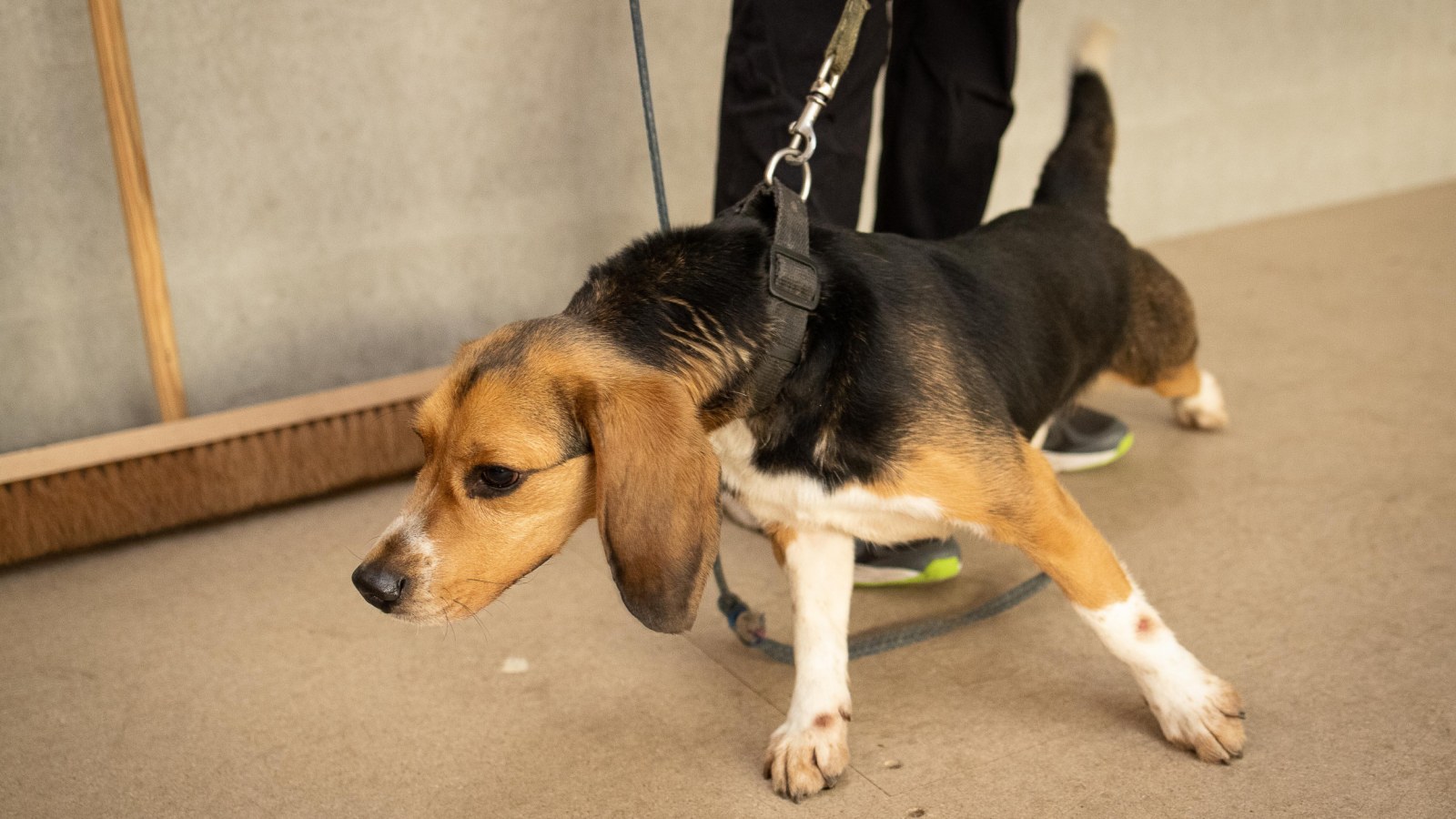 How Long Can A Dog Be Pregnant Before Abortion how-long-can-a-dog-be-pregnant-before-abortion