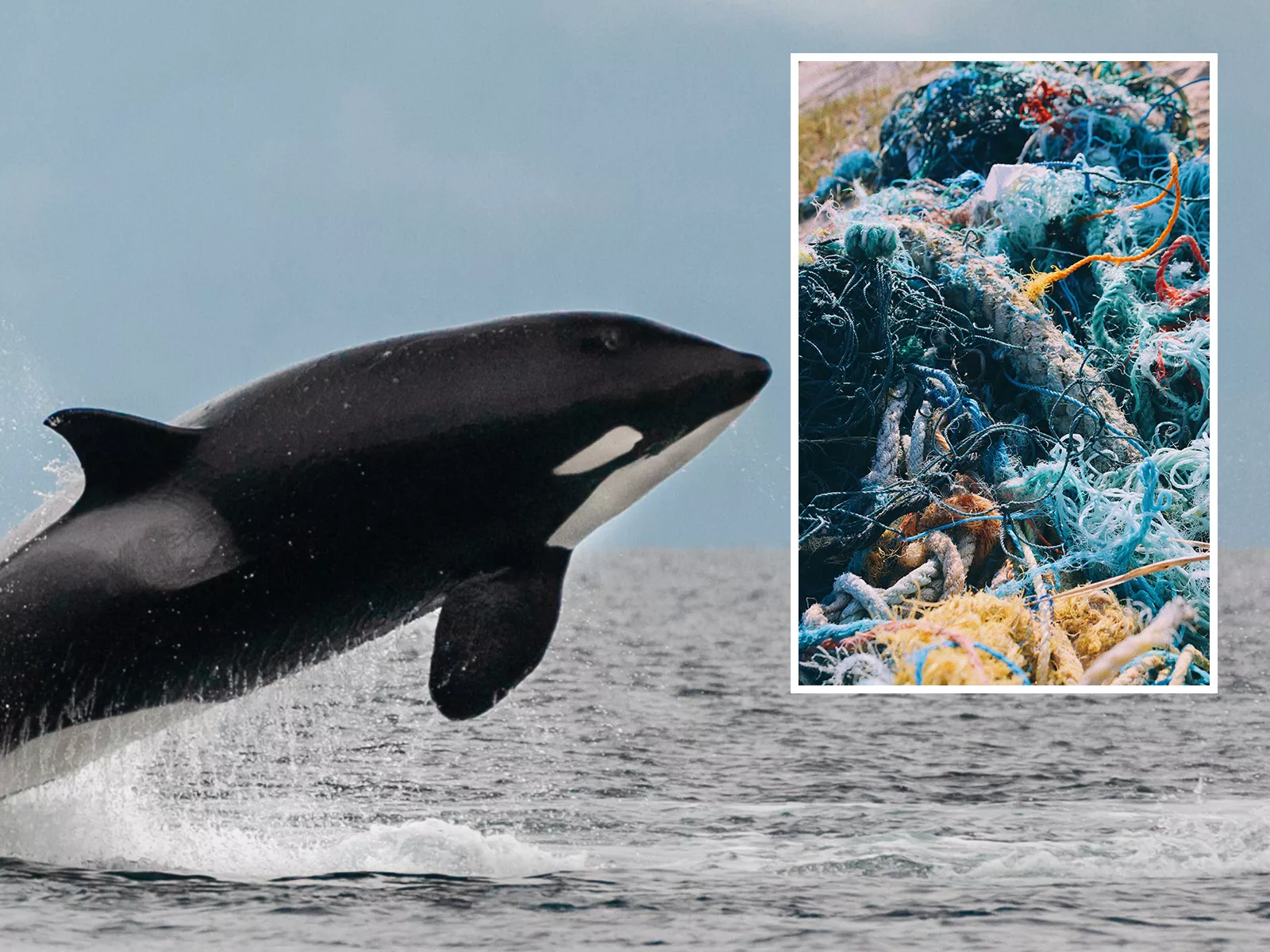 Dead Orca Wrapped in Fishing Gear Spotted Off Oregon in Rare Entanglement - Vimarsana News
