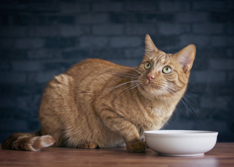 Cat Tricks Owner into unnecessary vet trip