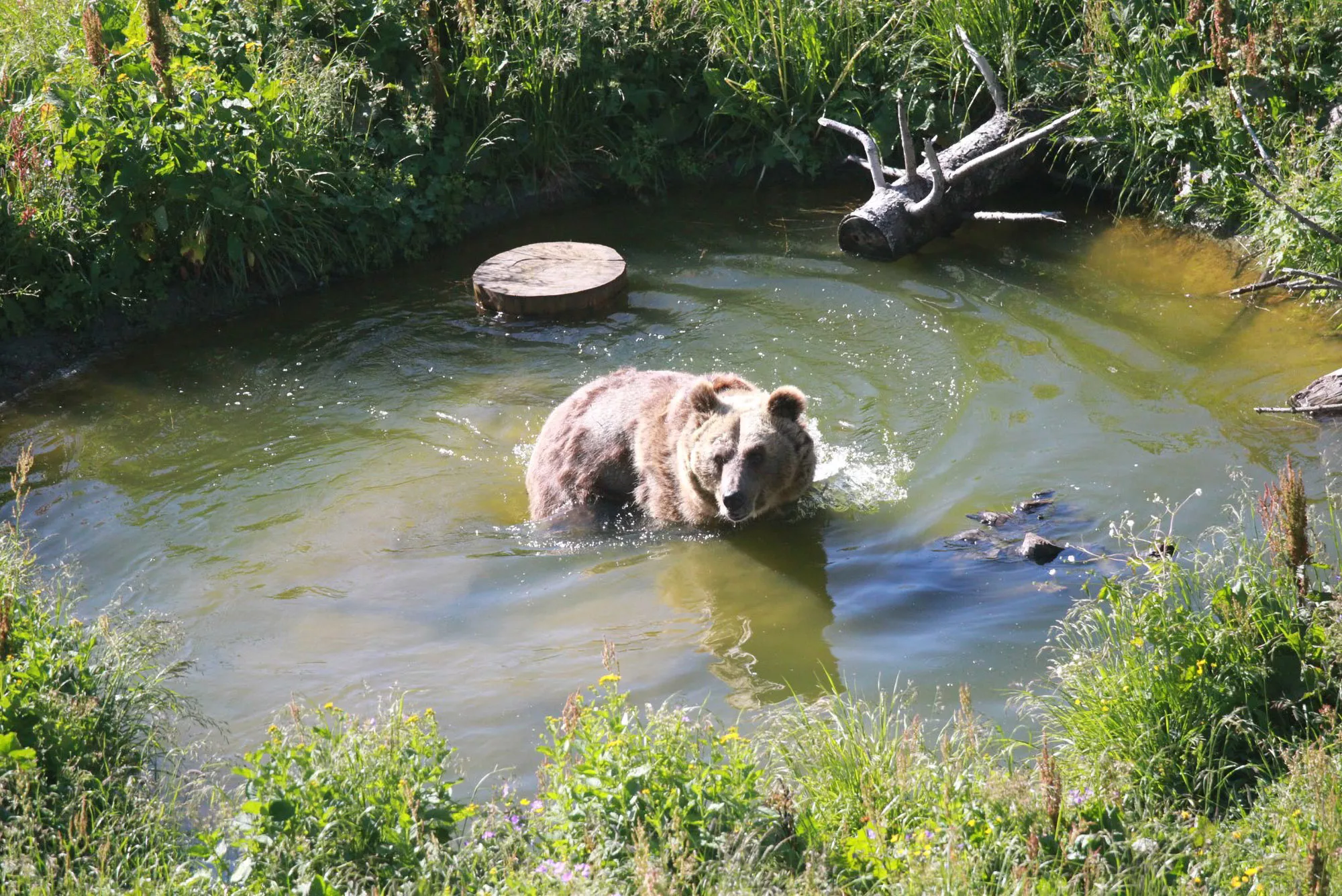Watch Rescued Bear Enjoy First Swim After Life of Misery at Zoo - Vimarsana News