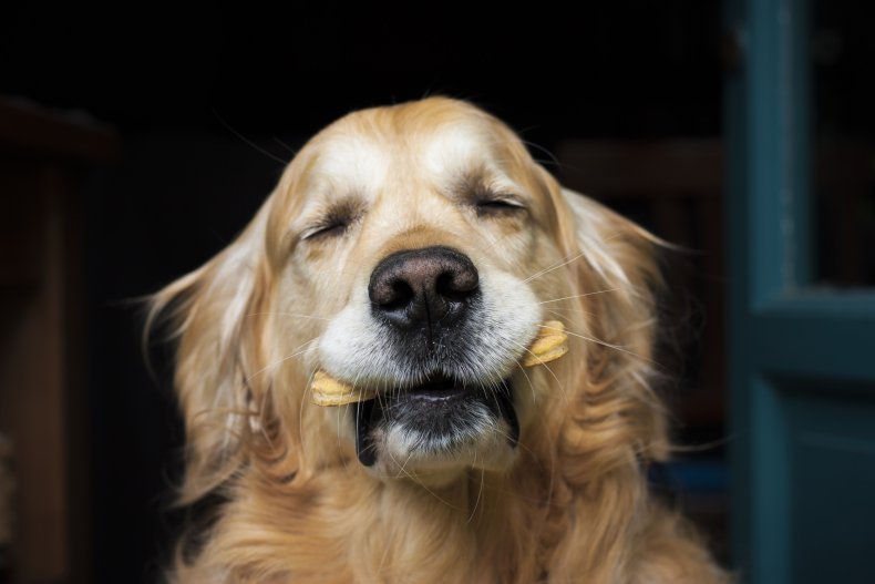Golden Retriever dog holding biscuit
