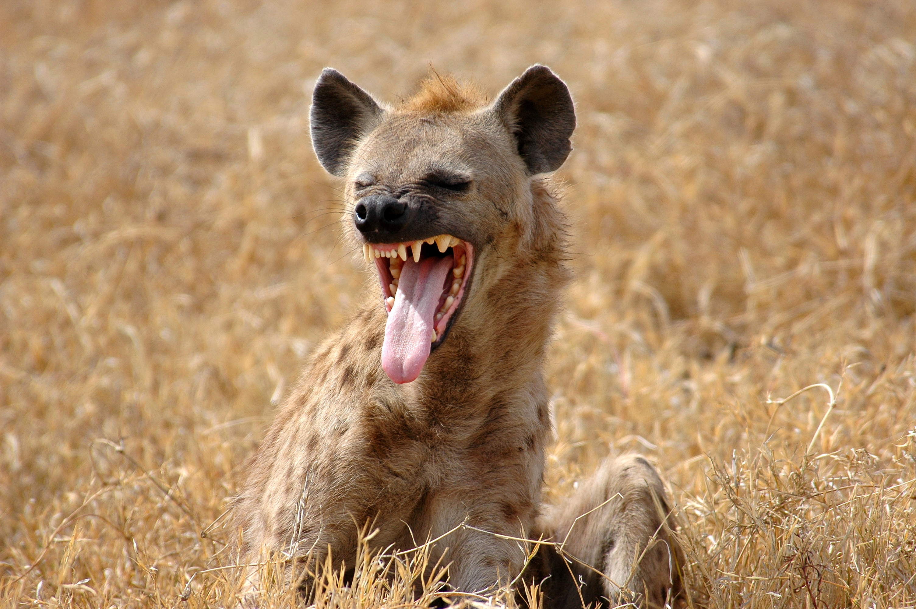 Candidate's Plan to Export Hyena Testicles Causes Pandemic Alarm Among Vets