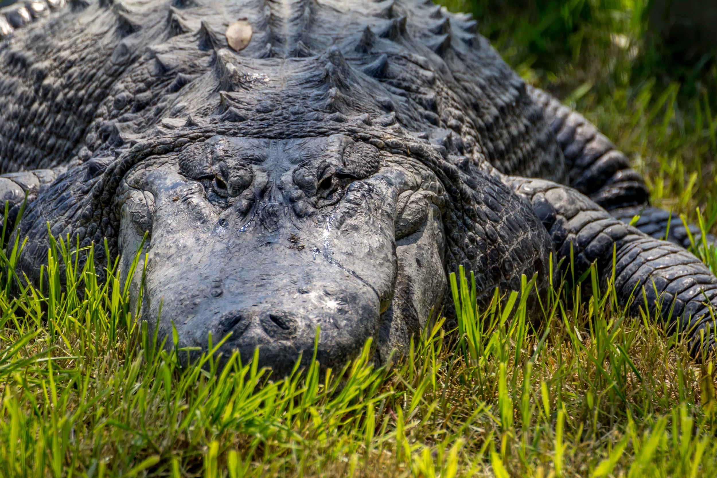Man's Body Cut from 'Bulging' Stomach of 13ft Crocodile Days after Attack - Vimarsana News
