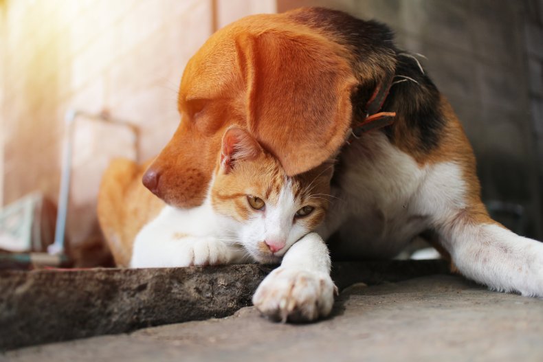 Cat Caught Stroking Puppy's Nose Melts Hearts