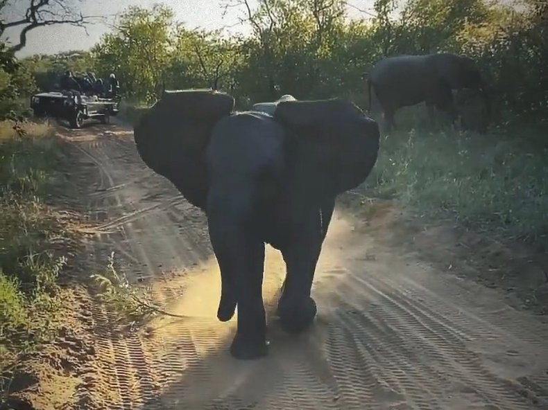 Young elephants charge safari bus