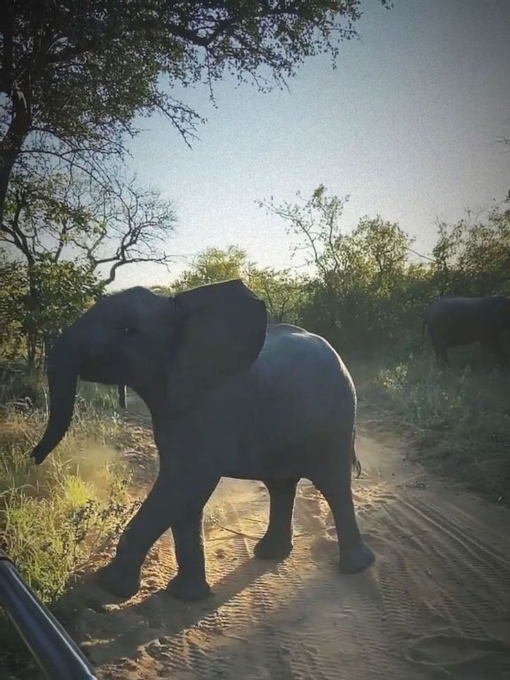 Elephant calves approach safari vehicle