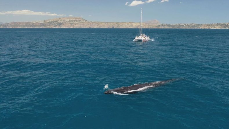 Fin whale near boat off Spain