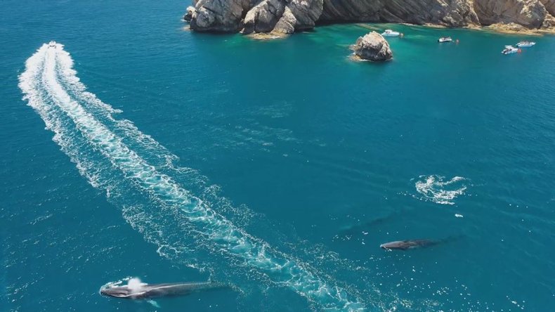 Boat near fin whales off coastal Spain