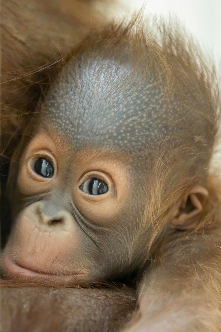 Orangutan baby Zendari at Vienna Zoo
