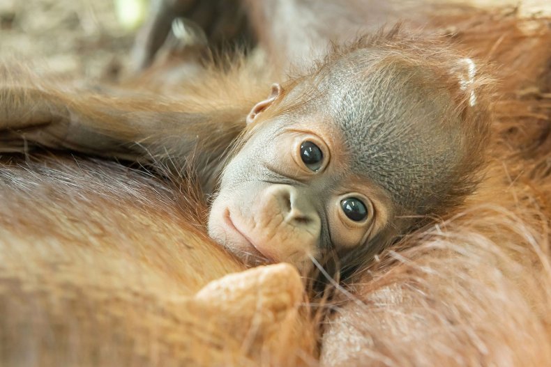 Young female orangutan Kendari