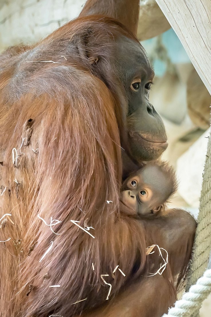 Sari and Kendari at Vienna Zoo