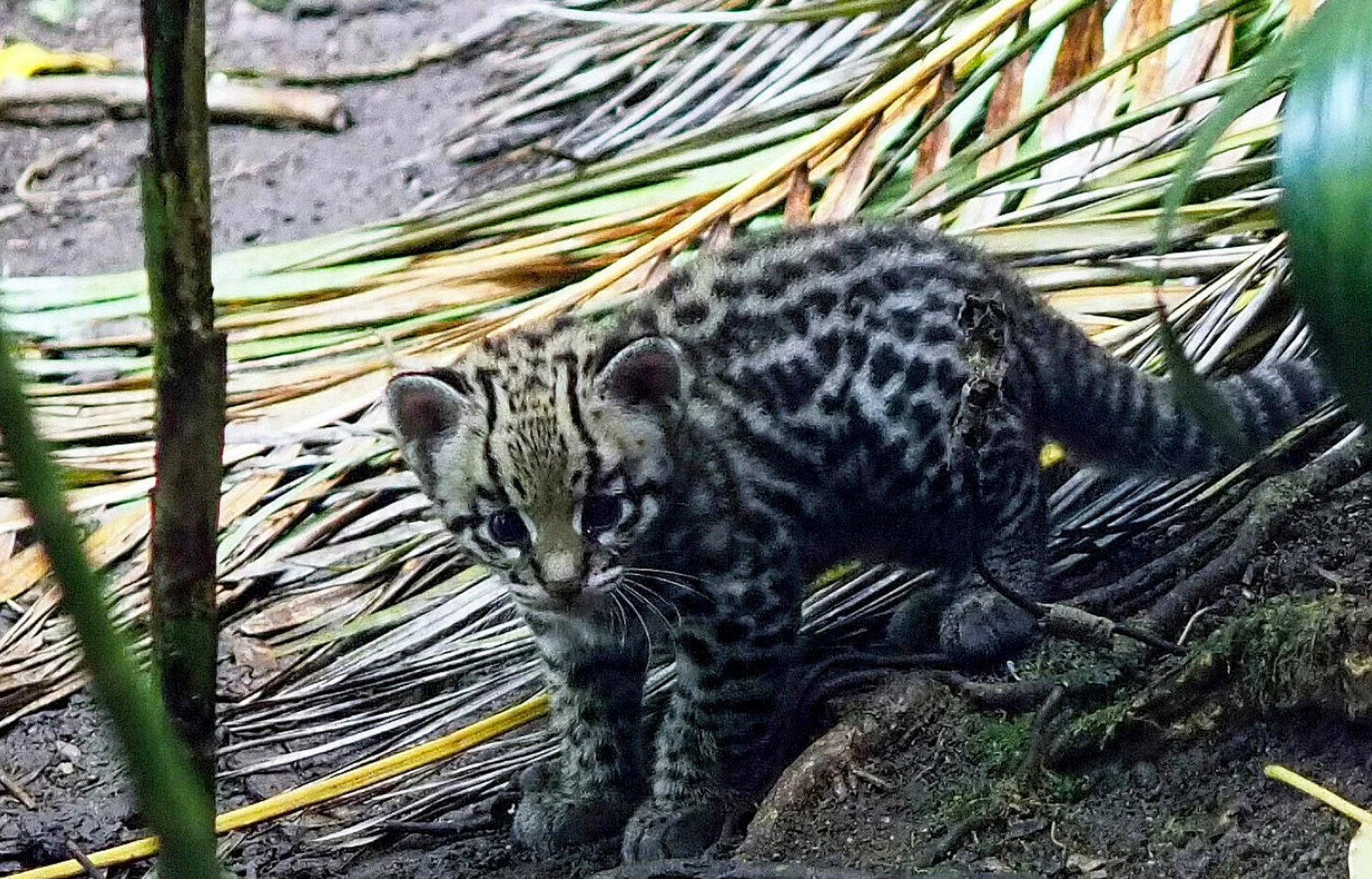 Wild Ocelot Kittens