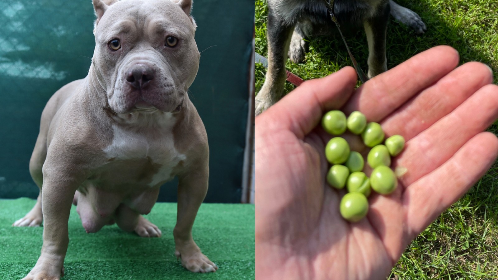 American Bully Dog 'Offended' at Being Fed Peas in Hilarious Video