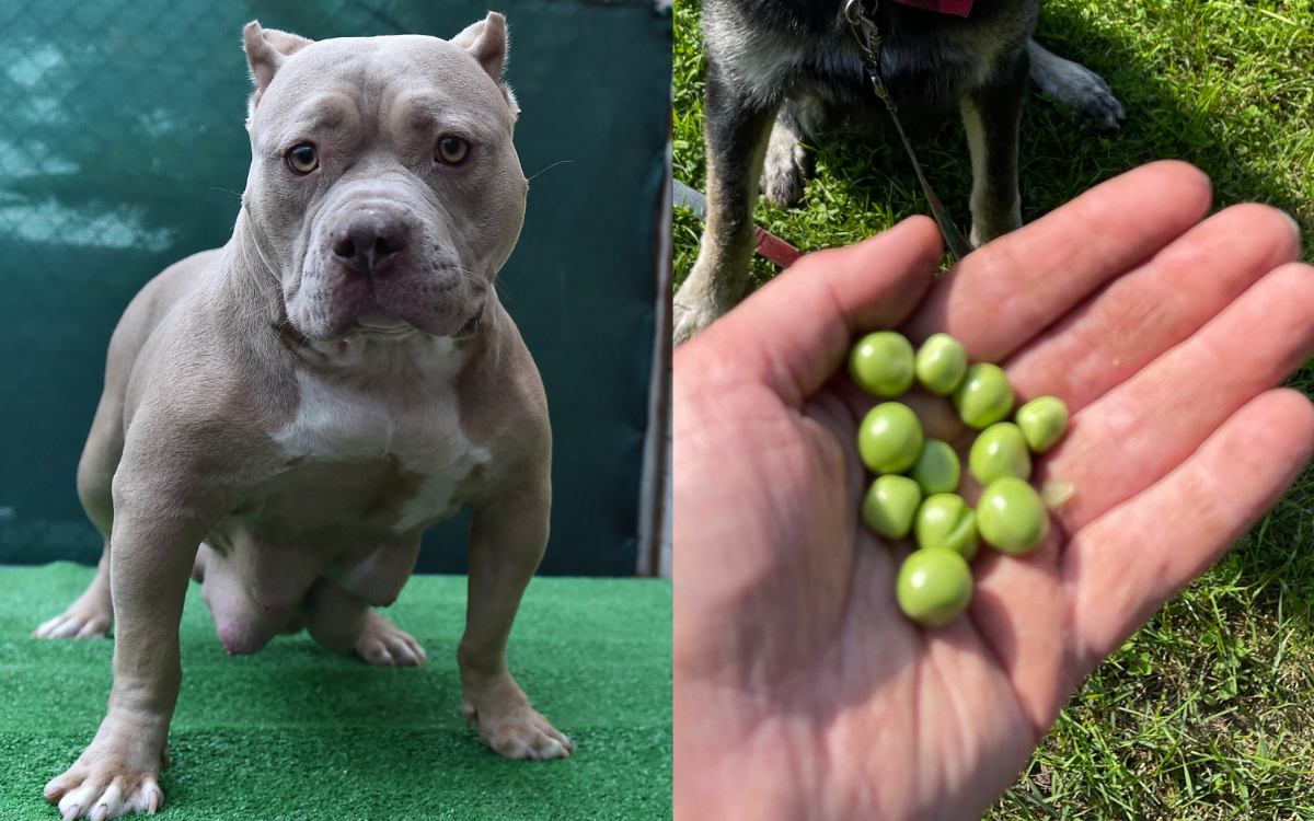 American Bully Dog Offended At Being Fed Peas In Hilarious Video