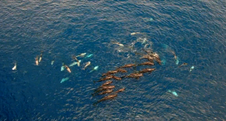 PIlot whales and Risso's dolphins