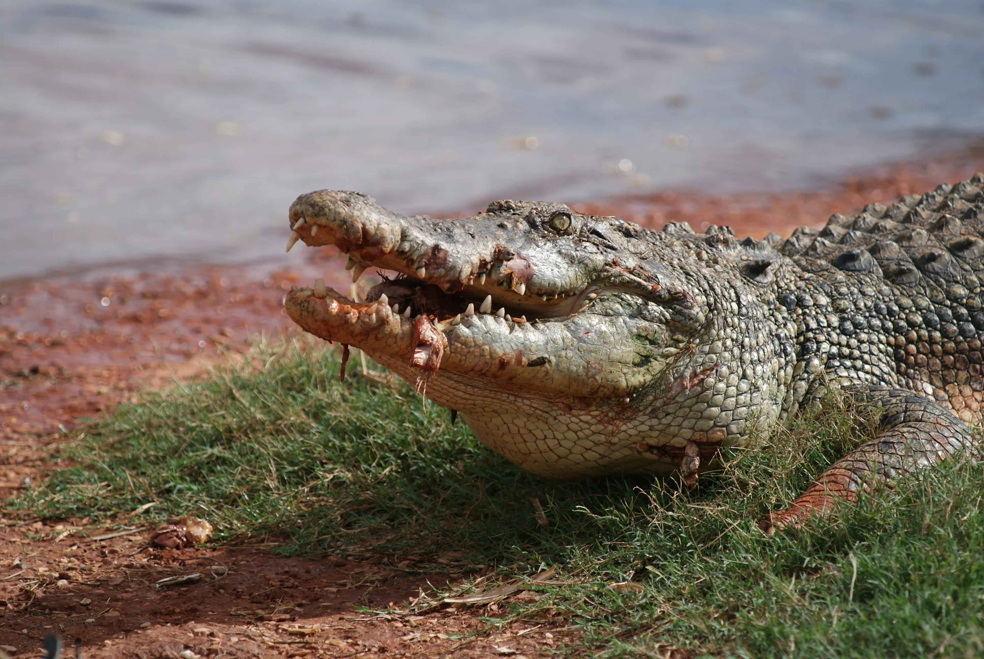 Crocodile Filmed Eating Giant Feral Pig - Vimarsana News