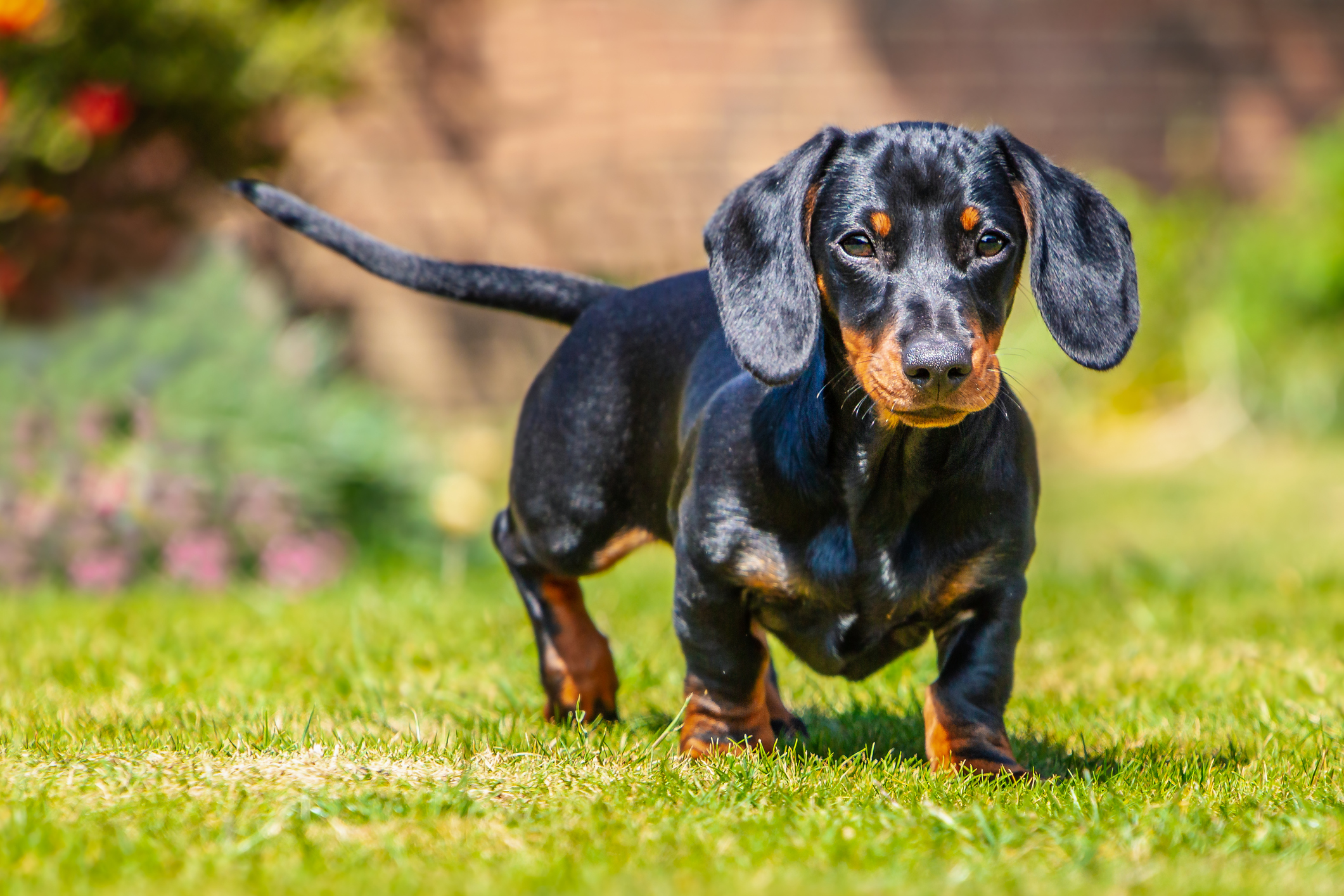 sausage and dogs