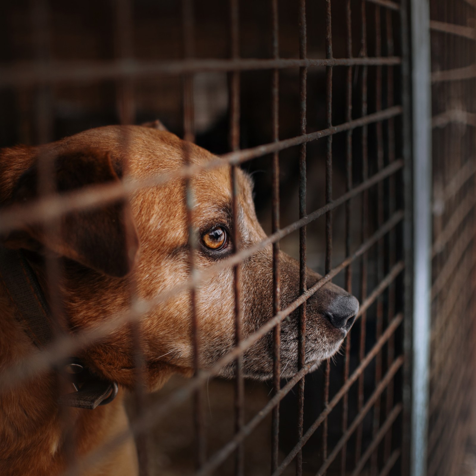 Why Do Dogs Hate Kennels