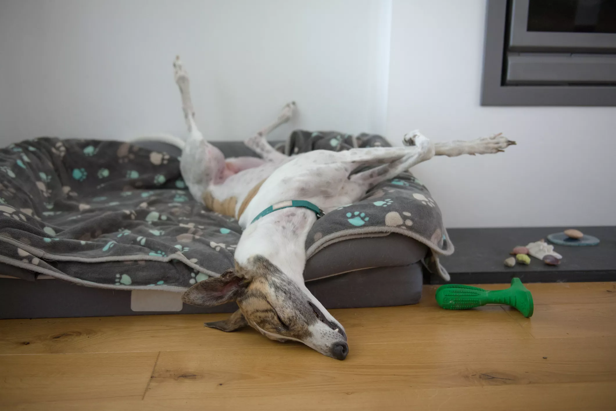 Dog's Reaction to Being Told Off on Pet Cam Has Internet in Hysterics - Vimarsana News