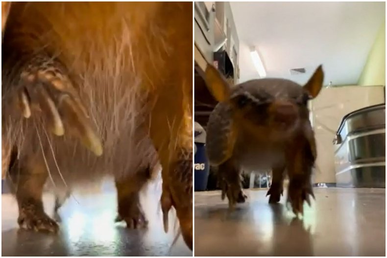 Screengrabs of @greensborosciencecenter's video.