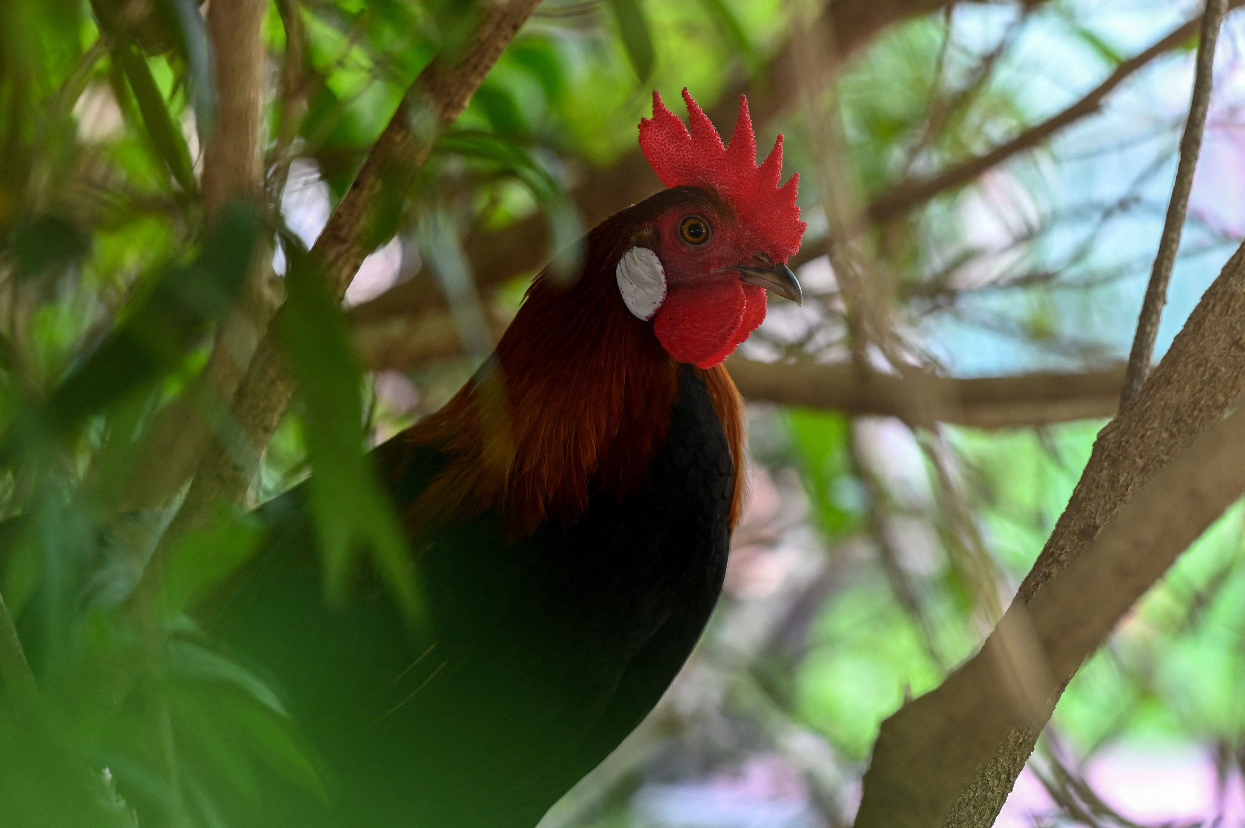 Man claims he was unjustly jailed for killing rooster: “Defending myself”