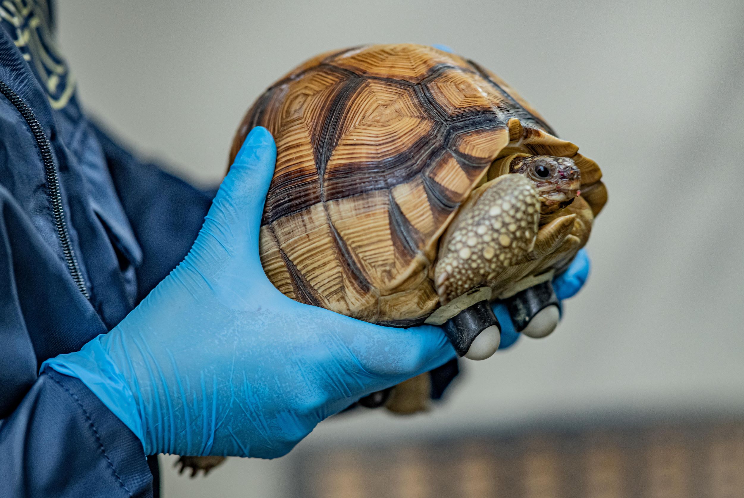 The Flying Tortoise: Overloaded Vehicles? Perhaps. Just A Little