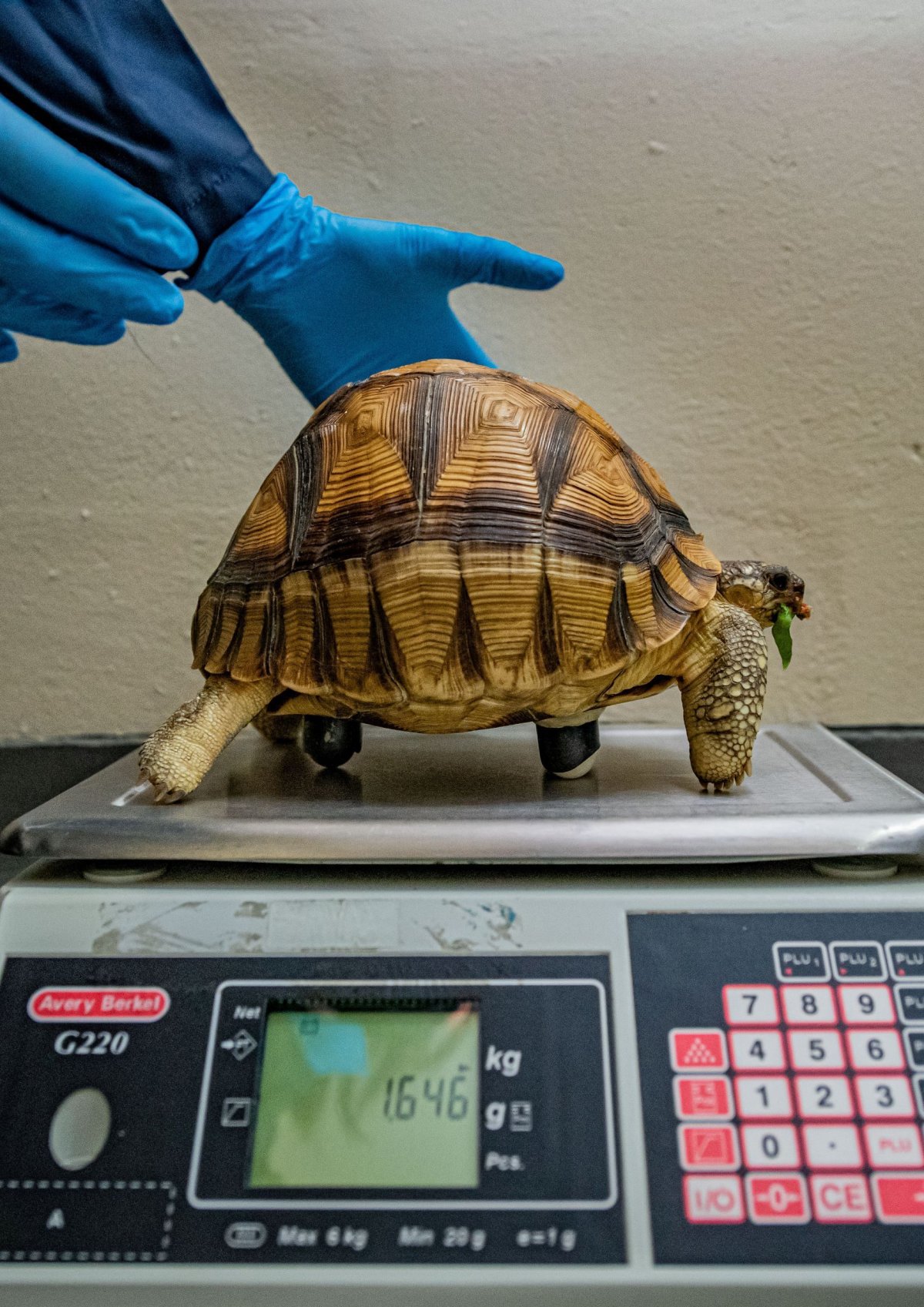 The Flying Tortoise: Overloaded Vehicles? Perhaps. Just A Little