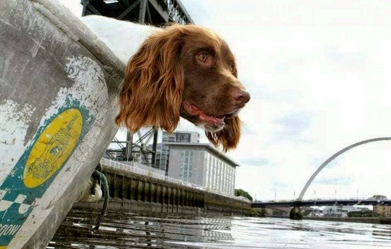 Barra underwater sniffer dog retires