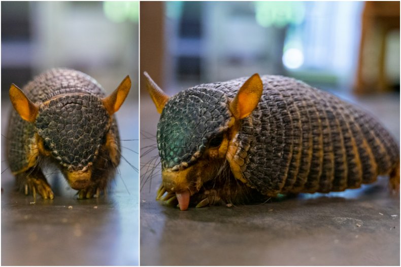 Photos of Rizzo the screaming hairy armadillo.