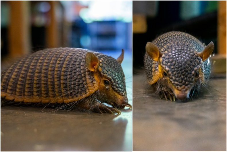 File photo of screaming hairy armadillo Harriet.