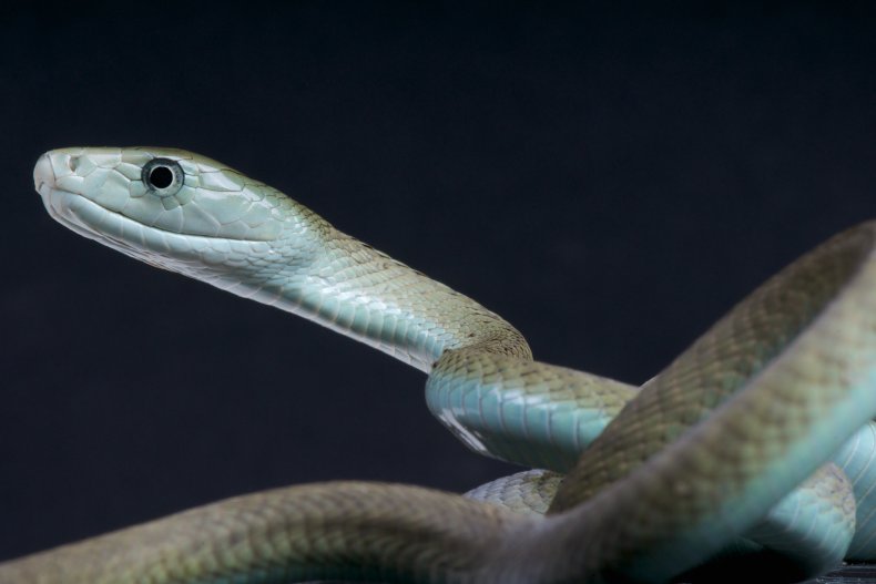 Black mamba