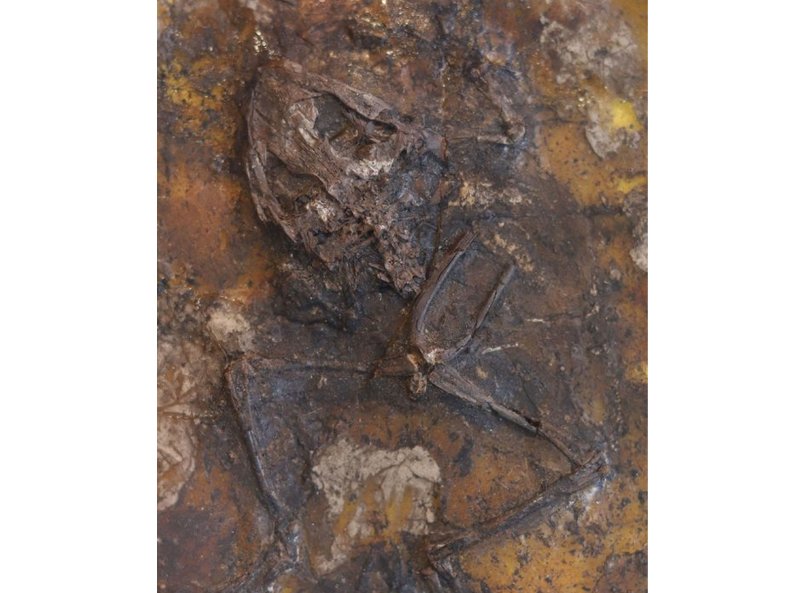 Frog skeletal remains fossil