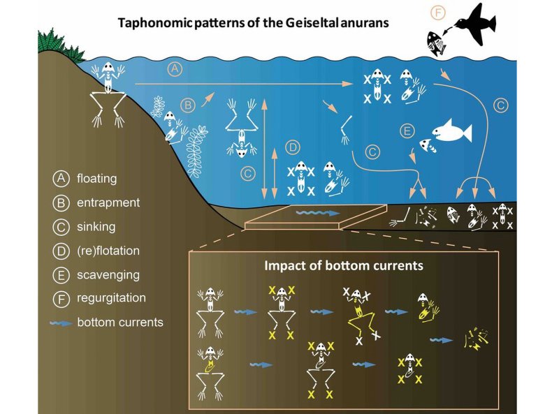 Frog taphonomy