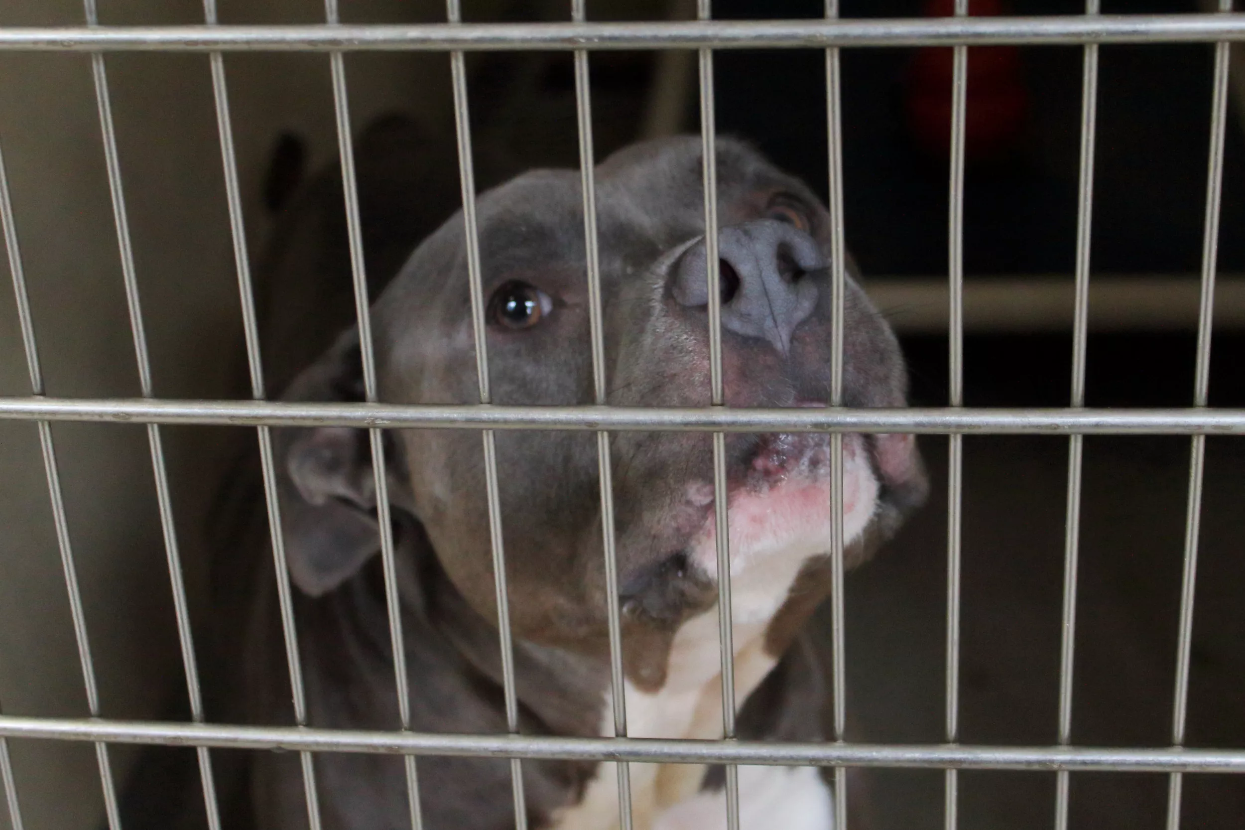 Woman Drives 1,000 Miles to Pick up Pitbull Missing for More Than 8 Years - Vimarsana News