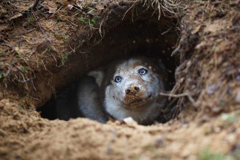 Husky dog in a hole