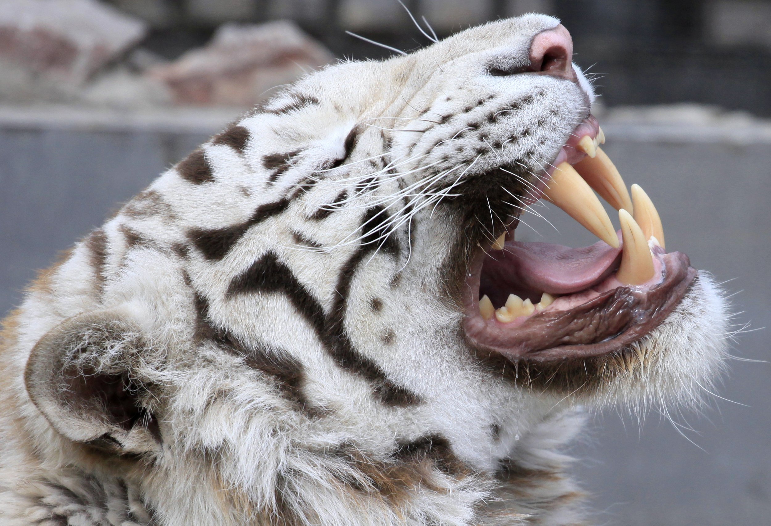 white siberian tiger images